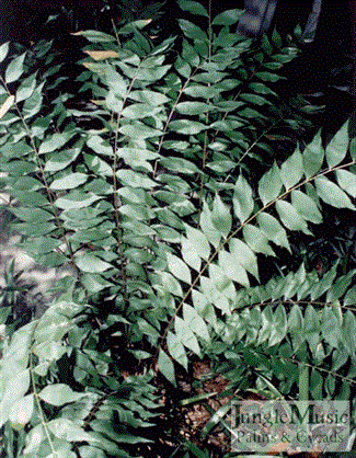 ZAMIA VAZQUEZII 